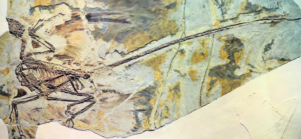 Fosilie malého plenitele s dobře viditelnými končetinami
