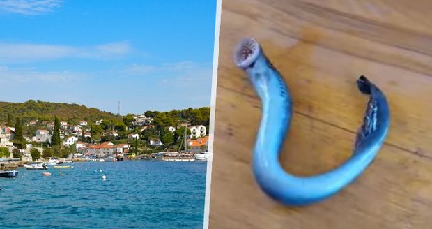 Rybáře v dovolenkovém ráji vyděsil nález poblíž břehu: Nebezpečný parazit se živí sáním krve!