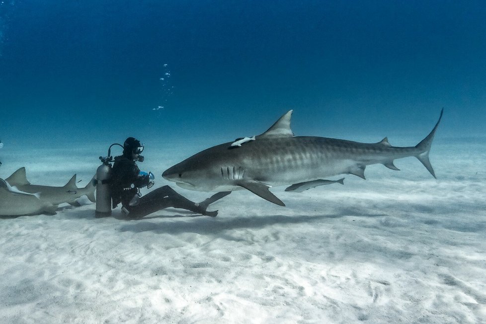 Slavný fotograf (44) vydal sérii věnovanou žralokům.
