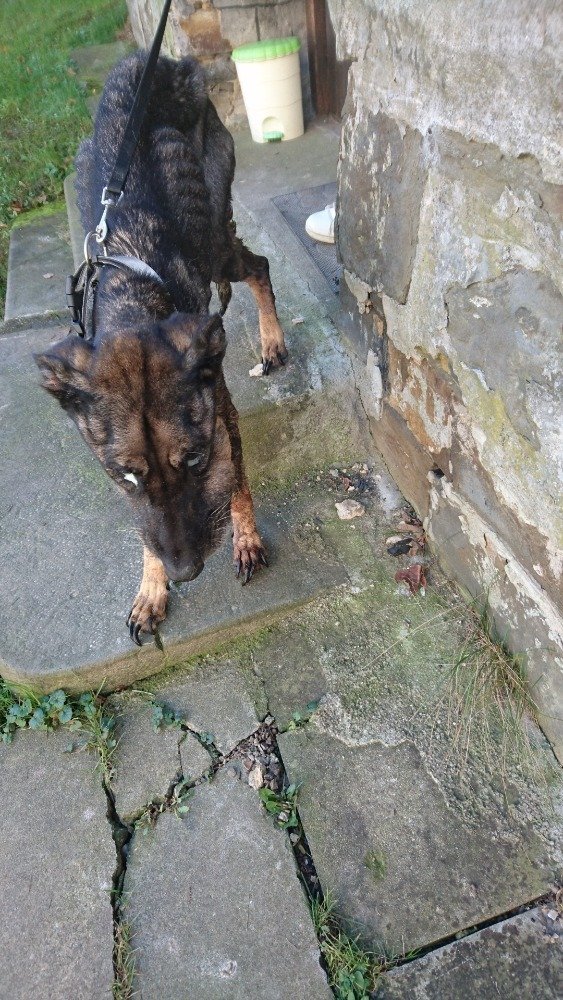 Nebohý Mikeš byl vyhublý na kost, obrovský nádor v tlamě mu znemožňoval jíst i pít. Veterinář ho musel uspat.