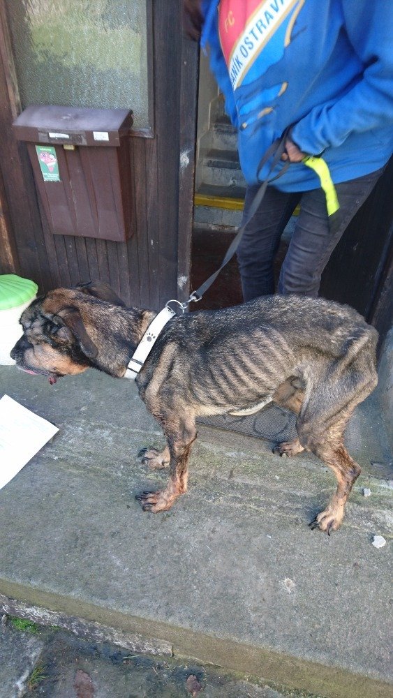 Nebohý Mikeš byl vyhublý na kost, obrovský nádor v tlamě mu znemožňoval jíst i pít. Veterinář ho musel uspat.