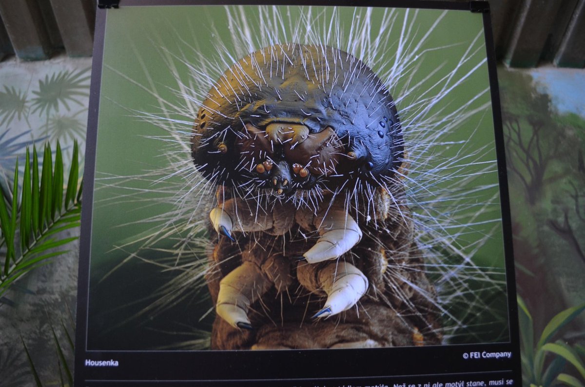 Chlupatá housenka: Zvětšeno 30x Na fotografii housenky vidíte opravdu každý chlup. Snímky hmyzu, které byly pořízeny mikroskopem, se před léty nechali inspirovat filmaři z Hollywoodu, kteří podle nich vymodelovali hlavu proslulého Vetřelce.