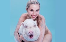 Skandalistka Miley Cyrus (22): Fotila se nahá s prasetem!