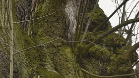 Zeman v Libereckém kraji: V Tatobitech u tisícileté lípy, stromu roku 2015. Doprovodili ho starostka Lenka Malá a hejtman Martin Půta.
