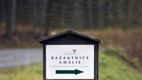 Pole u bažantnice Amálie nedaleko lánského zámečku, kde se kurýruje Miloš Zeman, ve čtvrtek ovládly bambitky.