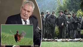 Pole u bažantnice Amálie nedaleko lánského zámečku, kde se kurýruje Miloš Zeman, ve čtvrtek ovládly bambitky.