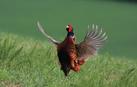 Zloději v Hluboké ukradli sto živých bažantů: Útěk v dodávce!
