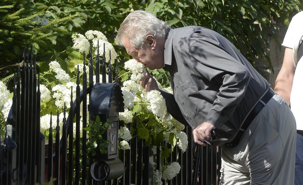 Miloš Zeman čichá ke květinám(04.07.2014)