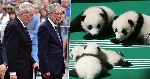 Zeman kvůli pandě Čínu o pomoc nežádal, Rakušan ano. Pandí diplomacie v praxi