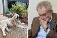 Zeman pro Blesk: hýbat se mě nutí Ivana. A bude nový pes?