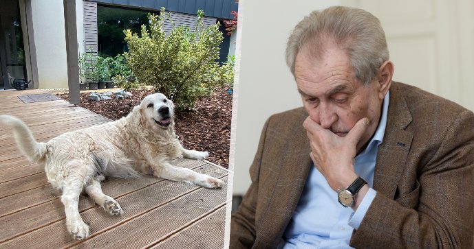 Exprezident Miloš Zeman truchlí, zemřel jeho pes Darcy.