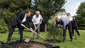 Prezidentu Zemanovi pomohl se sázením sekvojovce obrovského ministr životního prostředí Podivínský