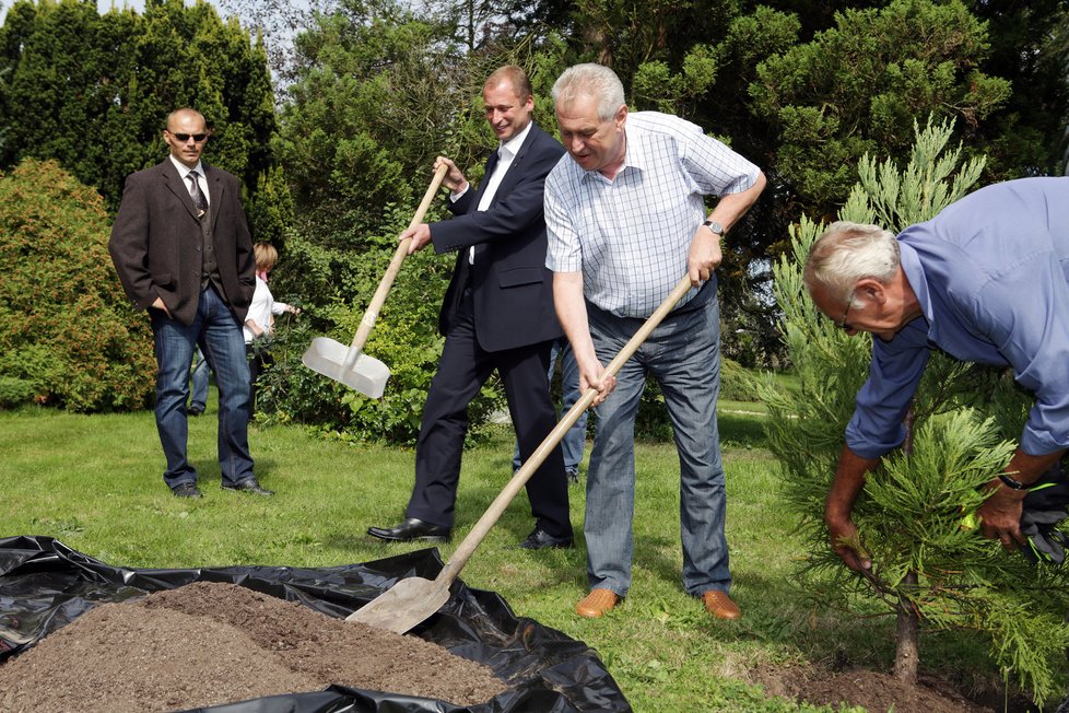 Prezident Miloš Zeman sázel v Lánech sekvojovec.