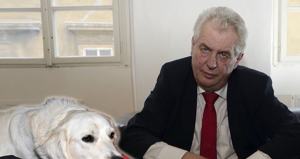 Miloš Zeman se chystá koupit psa, rasu již má vybranou: Zlatého retrívra