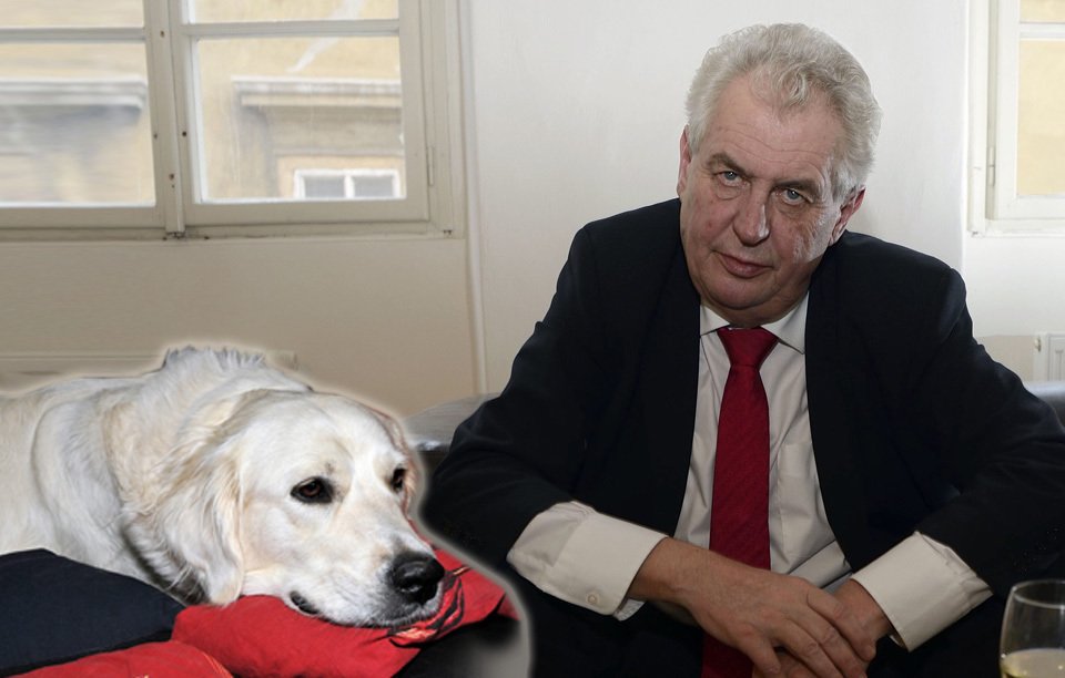 Miloš Zeman se chystá koupit psa, rasu již má vybranou: Zlatého retrívra