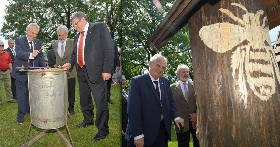 Prezident si prohlíží takzvaný klát, tedy dutý strom se střechou, jaký si lidé budovali před více než sto lety. Redaktor Čada po jeho levici.