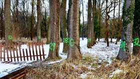 Dřevorubci začali v zámecké bažantnici v Miloticích na Hodonínsku kácet první z 180 přestárlých stromů, zejména jasanů. Ty nechali vysadit hrabata Serenyiové v roce 1766.