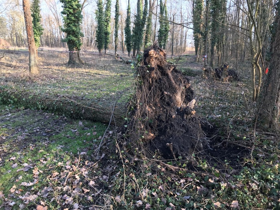 Dřevorubci začali v zámecké bažantnici v Miloticích na Hodonínsku kácet první z 180 přestárlých stromů, zejména jasanů. Ty nechali vysadit hrabata Serenyiové v roce 1766.