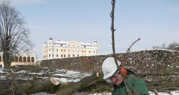 V parku zámku Milotice vykácí přes sto starých stromů