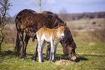 Divokým koním v bývalém vojenském prostoru Milovice se v minulých dnech narodila první jarní hříbata.