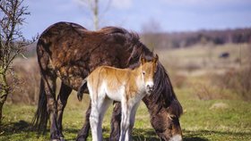 Divokým koním v bývalém vojenském prostoru Milovice se v minulých dnech narodila první jarní hříbata.