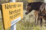 Nekrmte divoké koně, jejich žaludky na to nejsou připravené. A klisny jsou březí, varují a prosí majitelé.