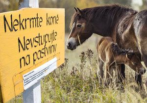 Nekrmte divoké koně, jejich žaludky na to nejsou připravené. A klisny jsou březí, varují a prosí majitelé.