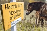 Vzácné koně za miliony ohrožují obyčejná jablka. Lidé si ale nedají říct