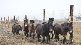 Stádo divokých koní v Milovicích