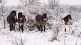 Překvapení pro vědce: Koně v Milovicích jsou skutečně divocí