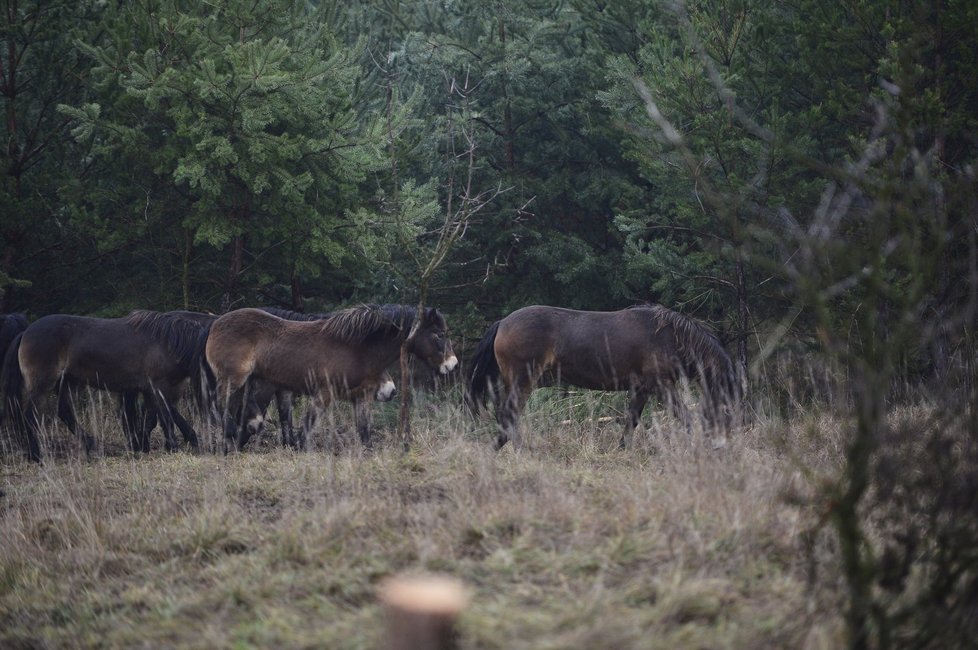 Stádo divokých koní v Milovicích