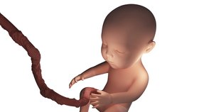 Model miminka v děloze - ilustrační foto.