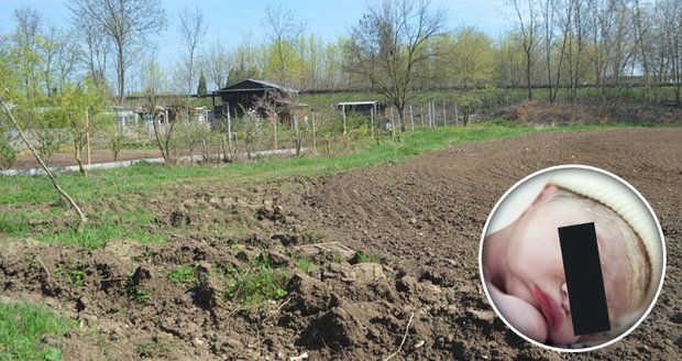 Policisté pátrají po matce mrtvého novorozence, jehož tělo bylo nalezeno na poli u Věrovan na Olomoucku