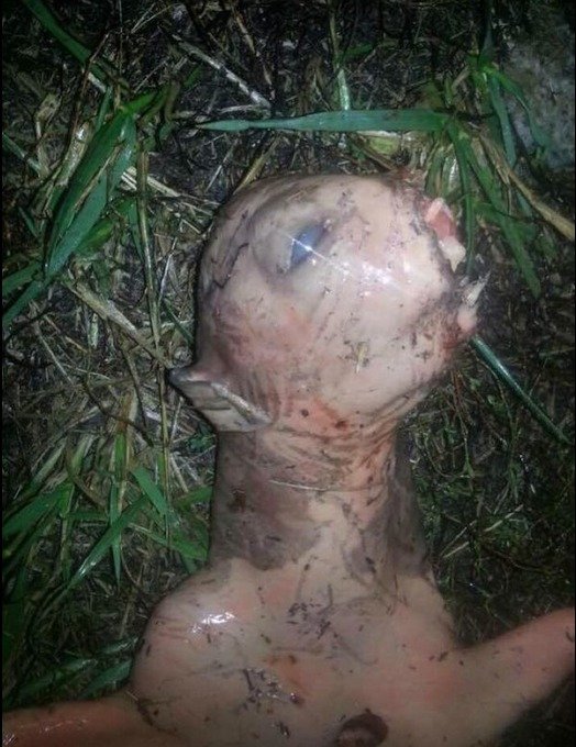 Žena z Kalifornie našla na zahradě divného slizkého tvora. Je to mimozemšťan?