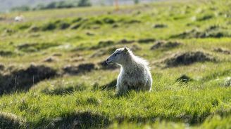 Mini Countryman SE ALL4 Mini Countryman SE ALL4
