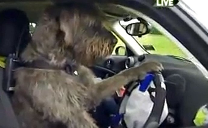 Video: Psi se na Novém Zélandu učí řídit