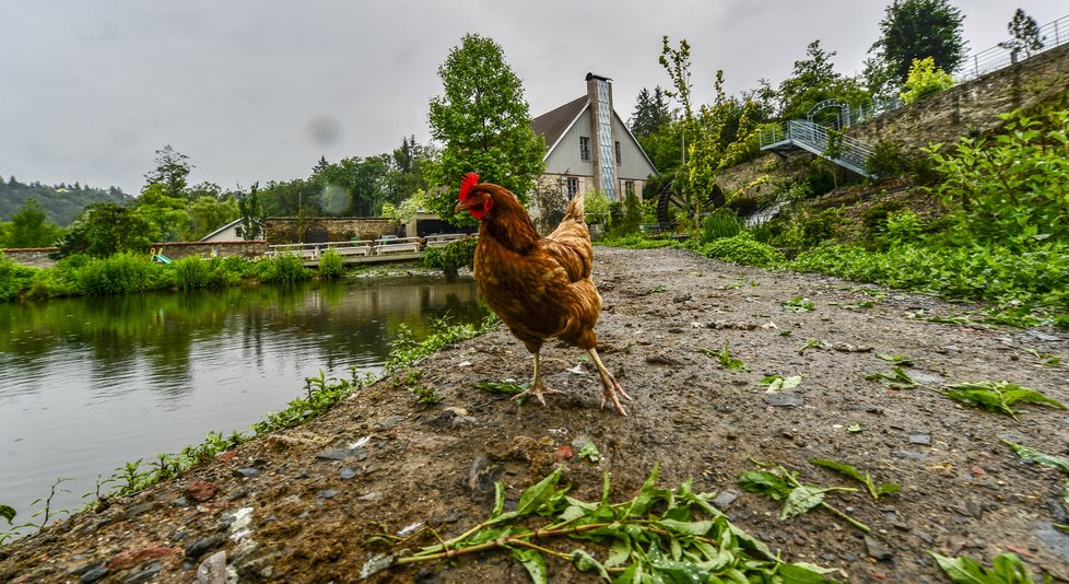 Příjemné přírodní prostředí, rodinná atmosféra, klid a pohoda relativně nedaleko od hlavního města. Takový je minipivovar Dědkův mlýn.