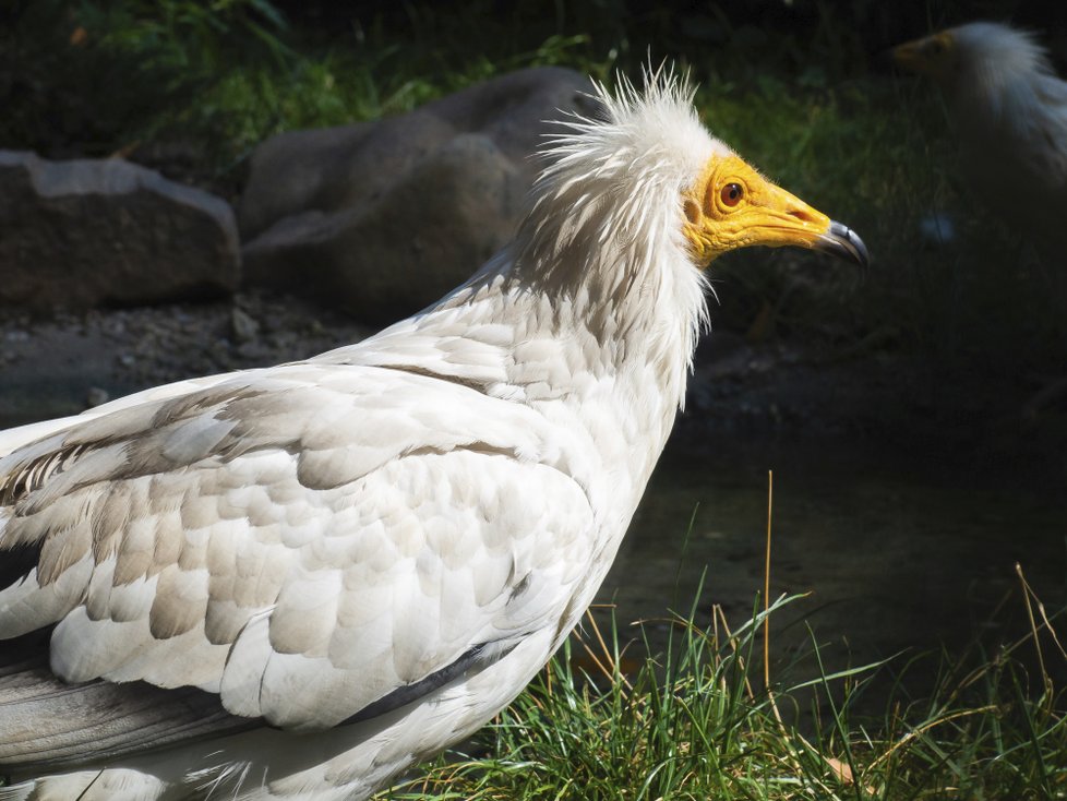 Zvířata a cizí kraje očima ředitele pražské zoo Miroslava Bobka.