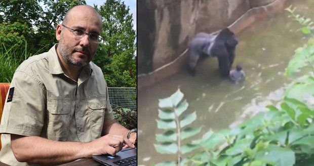 Ředitel pražské zoo o zastřelení gorily: Uspání mohlo situaci fatálně zhoršit