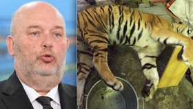 Konec kontaktních ZOO a mazlících koutků: Ministr si došlápne po masakru tygrů na chovatele.