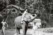 Další cesta. Cejlon, dnes Srí Lanka, kde se Miroslav Zikmund svezl na slonovi, o kterém dvojice natočila reportáž. V roce 2000 se tam Miroslav vrátil s přáteli Petrem Horkým (46) a Mirkem Náplavou a toho sloního kmeta našli! (Cejlon 1961)