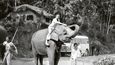 Další cesta. Cejlon, dnes Srí Lanka, kde se Miroslav Zikmund svezl na slonovi, o kterém dvojice natočila reportáž. V roce 2000 se tam Miroslav vrátil s přáteli Petrem Horkým (46) a Mirkem Náplavou a toho sloního kmeta našli! (Cejlon 1961)