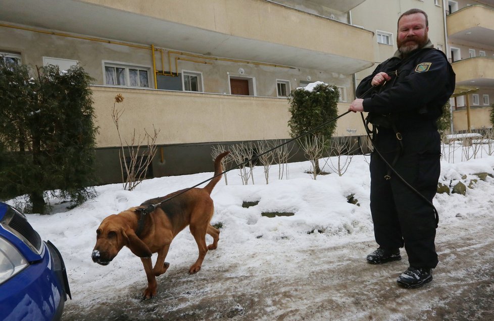 Po Míše (12) v pátek pátrala fena bloodhounda Hippie z Německa