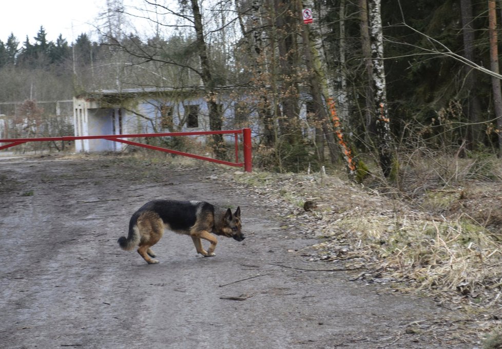 Po míše na Plzeňsku pátrali i psovodi