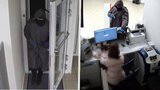 Zloděj se zbraní přepadl banku v Mladé Boleslavi: Policisté zveřejnili děsivé záběry loupeže!