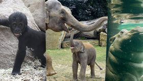 Babyboom v Zoo Praha: Rozmnožilo se 223 zvířecích druhů, letos mají už 1191 mláďat