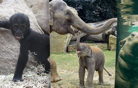 Babyboom v Zoo Praha: Rozmnožilo se 223 zvířecích druhů, letos mají už 1191 mláďat