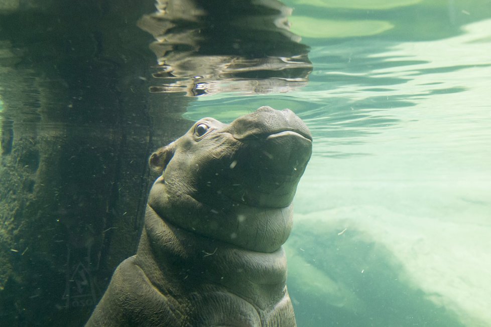 Letošní rok byl pro pražskou zoo velmi plodný.