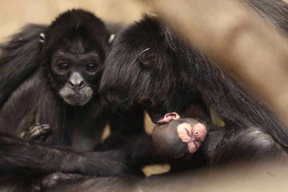 Letošní rok byl pro pražskou zoo velmi plodný.