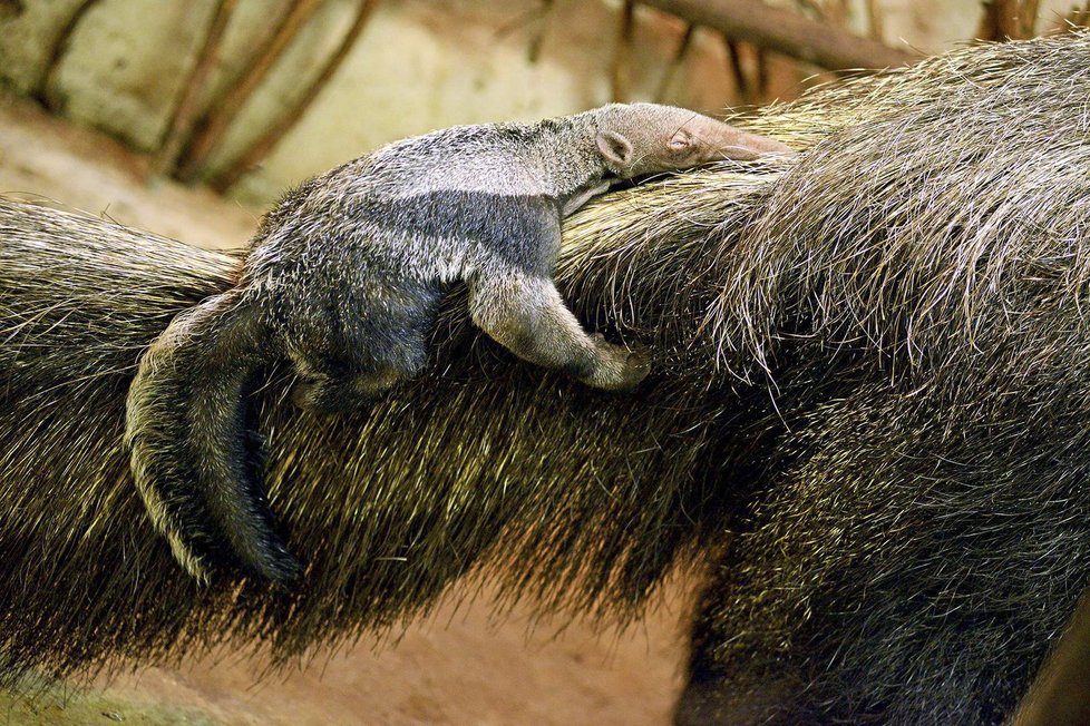 Letošní rok byl pro pražskou zoo velmi plodný.